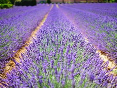 Lavender